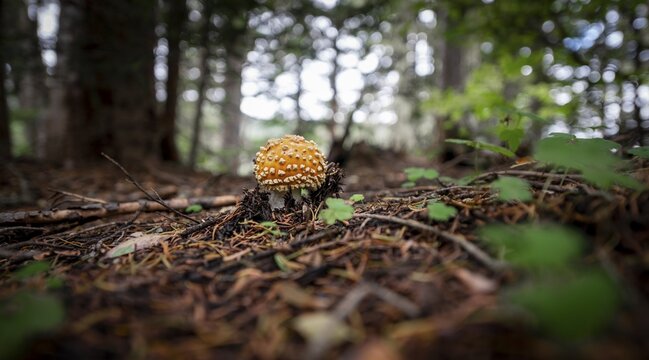 Fly agaric (Amanita muscaria), on forest floor, Canada