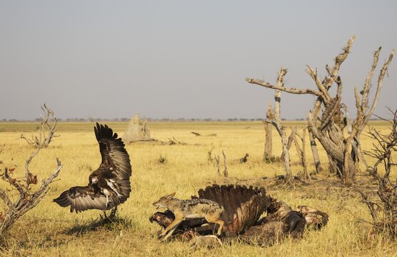 Black-backed Jackal (Canis mesomelas) and Hooded Vulture (Necrosyrtes monachus), the jackal chases away the vulture at the carcass of a Cape Buffalo (Syncerus caffer caffer), Savuti, Chobe National Park, Botswana