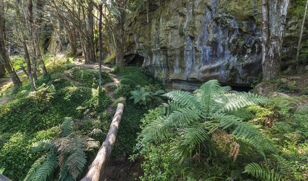 Forest with ferns, entrance to Waipu Caves, Northland, North Island, New Zealand