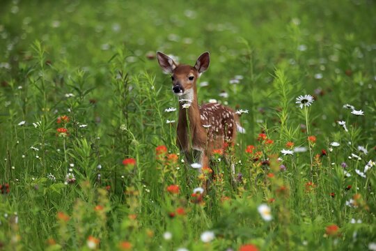 White-tailed deer (Odocoileus virginianus), young animal, ten days, standing in flower meadow, Pine County, Minnesota, USA