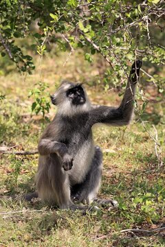 Tufted gray langur (Semnopithecus priam), adult male, foraging, Yala National Park, Sri Lanka