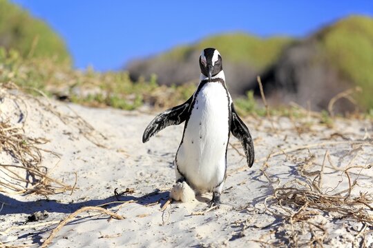 African penguin (Spheniscus demersus), adult, walking, in the sand on the beach, Boulders Beach, Simon's Town, Western Cape, South Africa