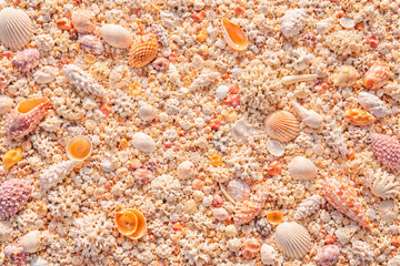 Fototapeta premium Various colorful seashells scattered on sandy beach background