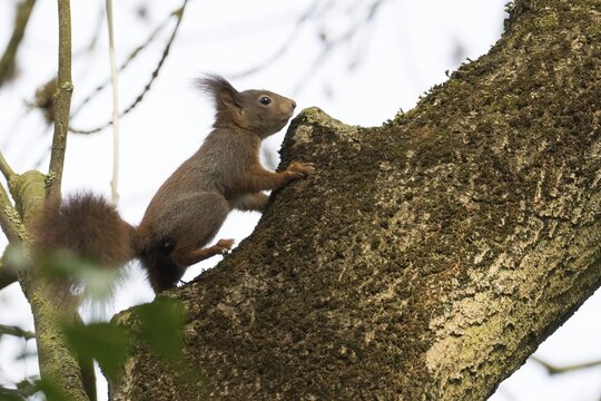 A squirrel (Sciurus vulgaris) moves agilely along a tree trunk, Hesse, Germany