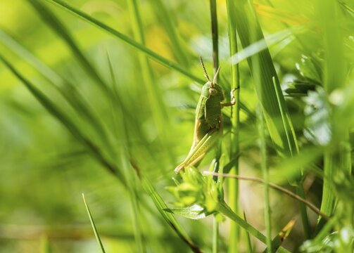 Meadow Grasshopper (Chorthippus parallelus) in the grass