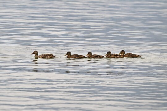 Mallard, (Anas platyrhynchos), female juvenile wings swimming in a row in Lake Zug, Canton Zug, Switzerland