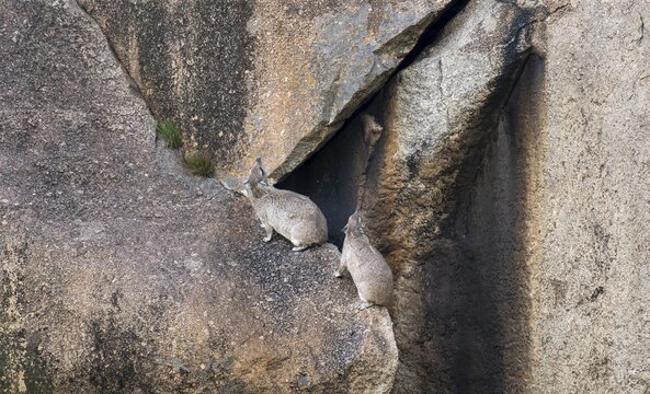 Two rock hyraxes (Procavia capensis) sitting on a rock, Kopje, Serengeti National Park, Tanzania