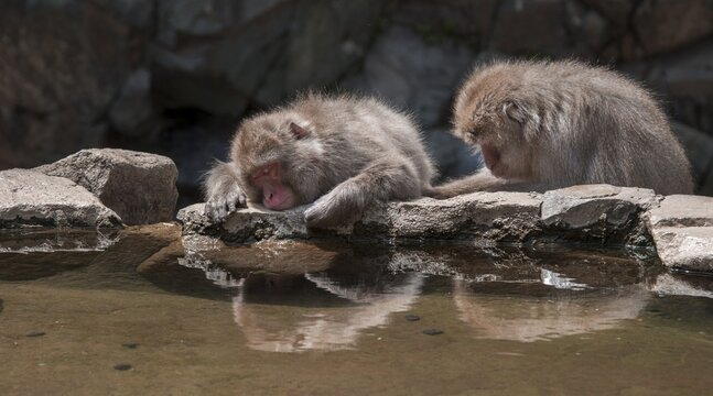 Two Japanese macaque (Macaca fuscata) during delousing on the water, Yamanouchi, Nagano Prefecture, Honshu Island, Japan