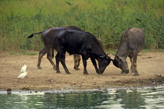 Water buffalo (Bubalis bubalis), adults fighting by water, cattle egrets (Bubulcus ibis), Bundala National Park, Sri Lanka