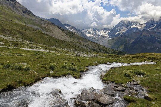 Ascent to the D&uuml;sseldorfer H&uuml;tte, Alpine Thistle (Cirsium spinosissimum) Mountain stream, behind Ortler Massif, near mountain village Sulden, Solda, district of the municipality Stilfs, Suldental, Ortler Alps, Ortles, Vinschgau, Trentino-South Tyrol, Italy