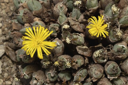 Conophytum bilobum var. elishae, living stones, blooming, flowers, Stellenbosch Botanical Garden, Western Cape, South Africa