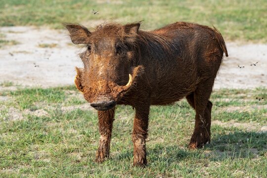 Warthog (Phacochoerus aethiopicus), Murchison Falls National Park, Uganda