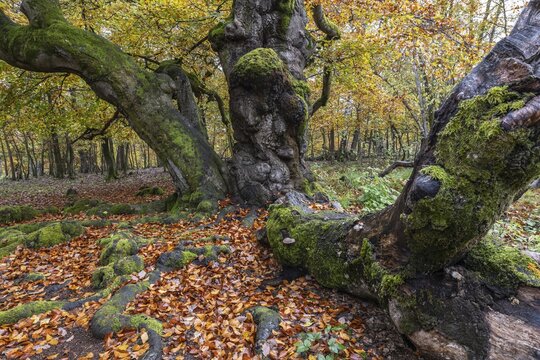 Ancient copper beech (Fagus sylvatica), Hutebuche, Hutewald Halloh, Hesse, Germany