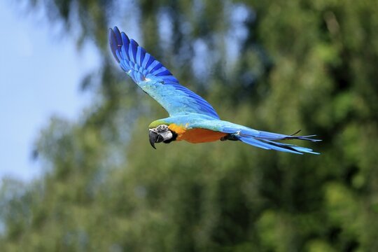 Blue and yellow macaw (Ara ararauna), adult, flying, parrot, Brazil