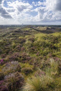 Heath landscape, view from the Uwe dune, lighthouse Langer Christian, dunes and beach, Kampen, Sylt, North Frisian Island, North Sea, North Frisia, Schleswig-Holstein, Germany
