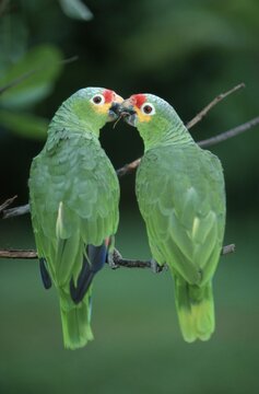 Red-lored Amazons, Honduras (Amazona autumnalis autumnalis)