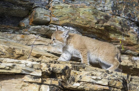 Young wild Eurasian Lynx (Lynx lynx), in between the rocks of the Abiskoj&aring;kka River, Abisko National Park, Norrbotten County, Sweden