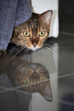 Bengal cat (Felis Catus), Leopardette, adult, peers out from under sofa, Germany