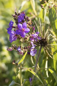 Dissotis princeps, bluehead, flower, Kirstenbosch Botanic Garden, Cape Town, South Africa