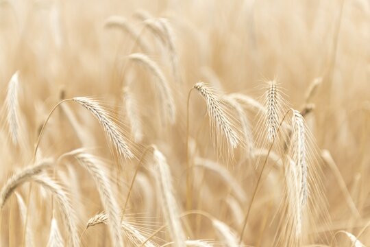 Ears of corn, wheat field, traditional agricultural cultivation, open-air museum Dom&auml;ne Dahlem, Berlin, Germany