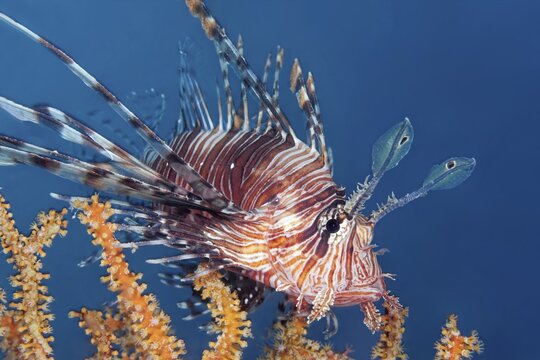 Red Lionfish (Pterois volitans), Pacific Ocean, Sulu Lake, Tubbataha Reef National Marine Park, Palawan Province, Philippines