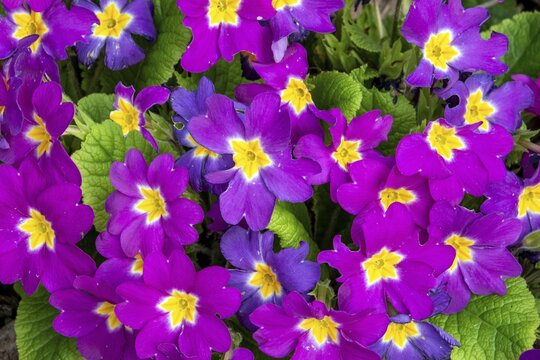 Purple primrose (Primula sp.), Baden-W&uuml;rttemberg, Germany