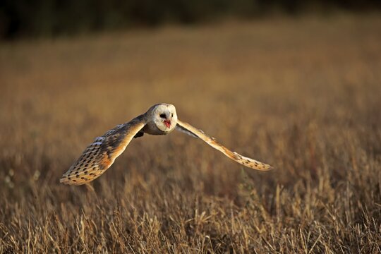 Common barn owl (Tyto alba), adult, flying over meadow, calling, Slovakia