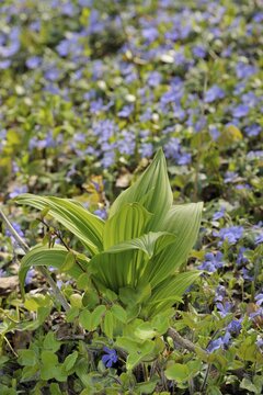 False Helleborine, White Hellebore (Veratrum album), Triestingtal valley, Lower Austria, Austria, Europe