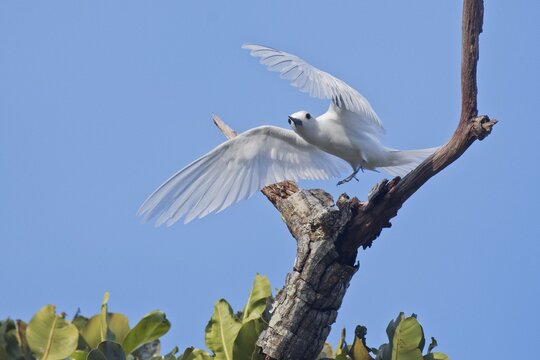 White tern (Gygis alba), Cousin, Seychelles
