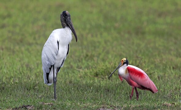 Wood stork (Mycteria americana), roseate spoonbill, (Ajaia ajaja), adult in a meadow, foraging, Pantanal, Mato Grosso, Brazil