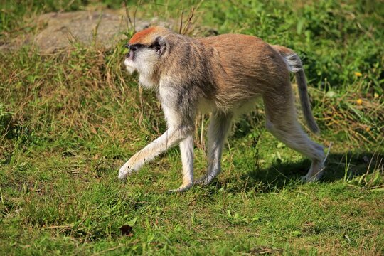 Common patas monkey (Erythrocebus patas patas), adult, running, captive