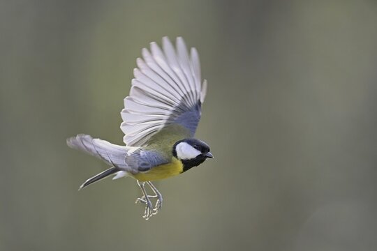 Great Tit (Parus major), in flight, Meienberg, Canton Aargau, Switzerland