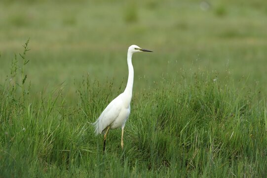 Little egret (Egretta garzetta), standing in tall grass