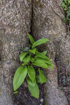 Wild garlic (Allium ursinum), leaves, wild garlic leaves, wild, tree, tree trunk, spring, Kochel, Alpine foothills, Bavaria, Germany