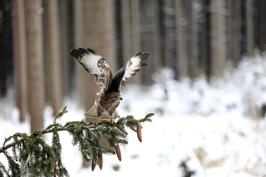 Steppe buzzard (Buteo buteo), adult on tree in winter spreading wings, in snow, Zdarske Vrchy, Bohemian-Moravian Highlands, Czech Republic