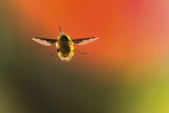 Spotted woolly hawk moth (Bombylius discolor), flying, Hesse, Germany