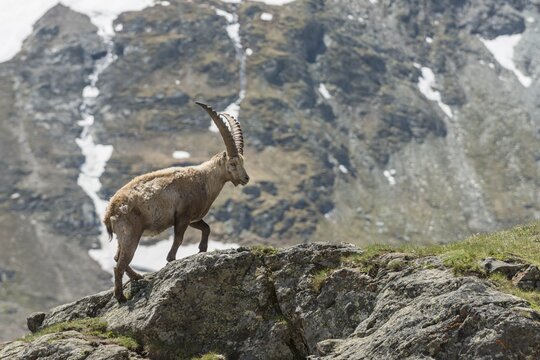 Alpine ibex (Capra ibex), also steinbock or Ibex, High Tauern National Park, Carinthia, Austria