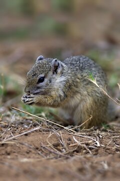 Smith's Bush Squirrel (Paraxerus cepapi), adult, feeding, Kruger National Park, South Africa