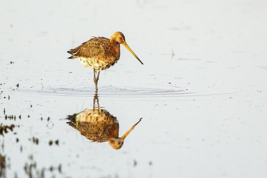 Black-tailed Godwit (Limosa limosa) foraging for food, Texel, North Holland, The Netherlands