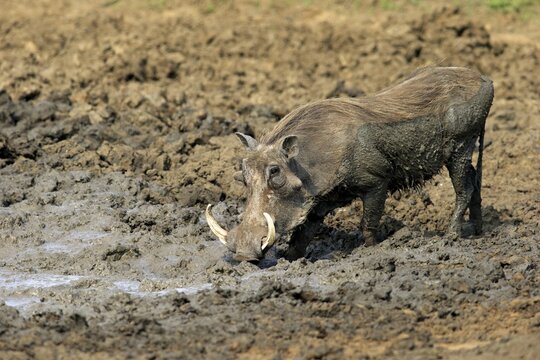 Warthog (Phacochoerus aethiopicus), adult, having a mud bath, Kruger National Park, South Africa