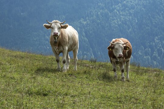 Two cows on a meadow, Jachenau, Upper Bavaria, Bavaria, Germany