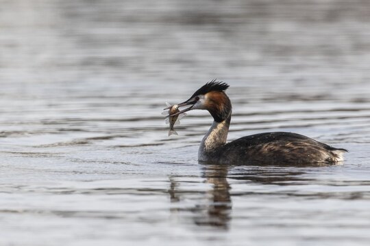 Great Crested Grebe (Podiceps Scalloped ribbonfish) with preyed fish, Emsland, Lower Saxony, Germany
