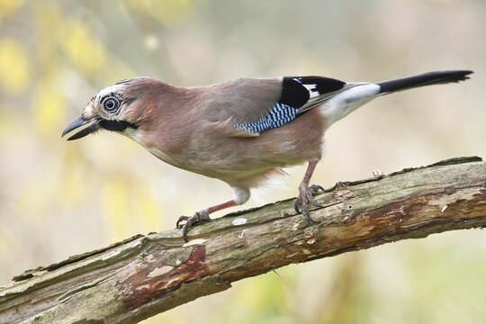 Eurasian Jay (falco tinnunculus) on branch, Hesse, Germany