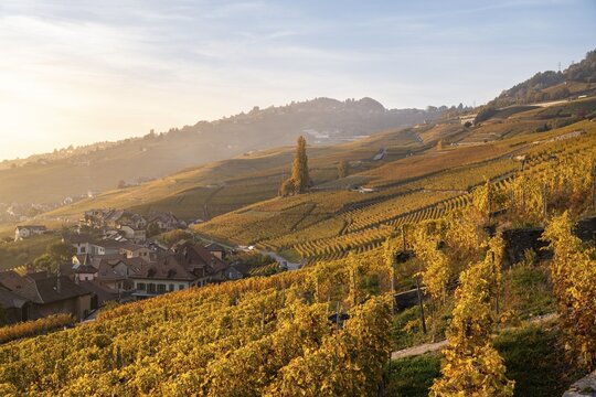 Vineyards in autumn near Epesses, UNESCO World Heritage Site Lavaux, Lake Geneva, Vaud, Switzerland