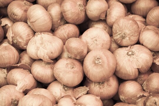 Onions (Allium cepa)