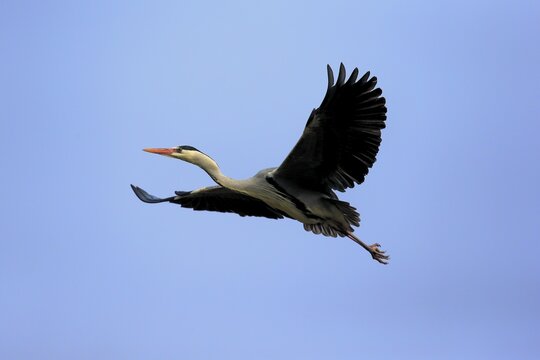 Grey Heron (Ardea cinerea), adult in breeding plumage, flying, Baden-W&uuml;rttemberg, Germany