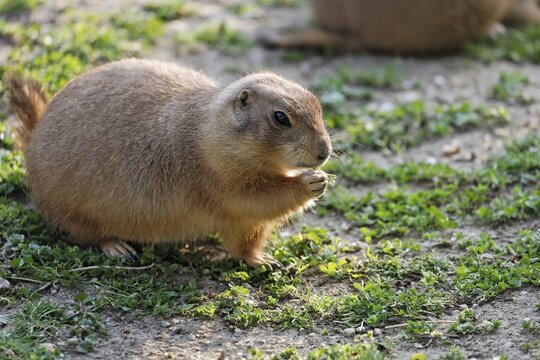 Black-tailed Prairie Dog (Cynomis ludovicianus), Schoenbrunn Zoo, Vienna, Austria, Europe
