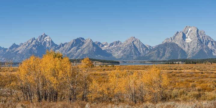 Autumn landscape, yellow coloured Common aspens (Populus tremula) and bushes in front of mountain landscape, Willow Flats Overlook, Teton Range mountain range, Grand Teton National Park, Wyoming, USA