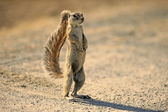 Cape ground squirrel (Xerus inauris), adult, standing, vigilant, tail protecting from sun, Mountain Zebra National Park, Eastern Cape, South Africa