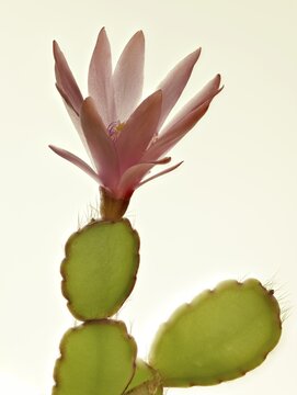 Pink cactus flower, houseplant, Austria